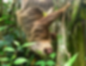 Sloth Sanctuary