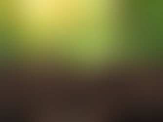 The Ownership Effect