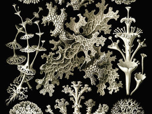 S2 Wk15? - NZGeo: "The Microscopic World of Lichens" by Derek Grzelewski