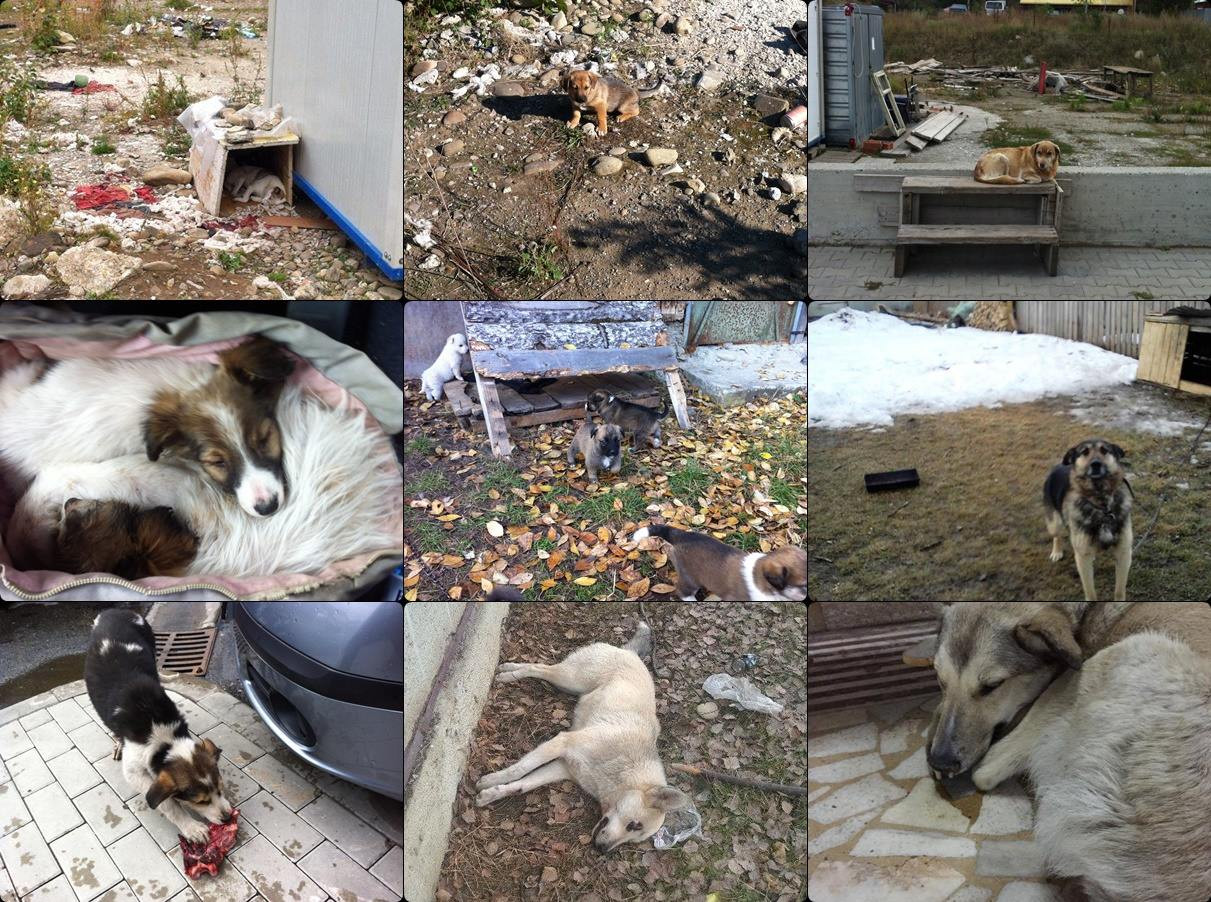 Pourquoi adopter un chien de Roumanie saveandhopefordogs