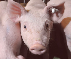 Tierarztpraxis Westmünsterland | Bestandsbetreuung | Schwein