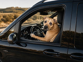 Comfortable and reliable pet-friendly long-distance private taxi transfer across Europe between EU countries and Switzerland with professional English-speaking driver, fixed price, door-to-door service and spacious vehicles suitable for pets by MYEUTAXI