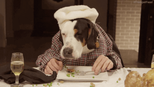 dog eating.gif