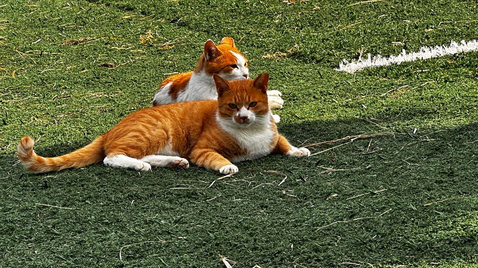 Cats of Jeju