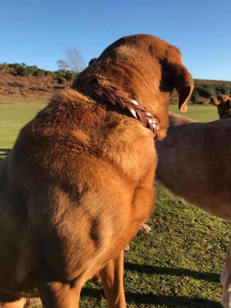 Thumbnail: Magic plaited leather dog collars