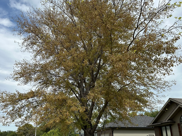 WHAT IS WRONG WITH MY TREE?