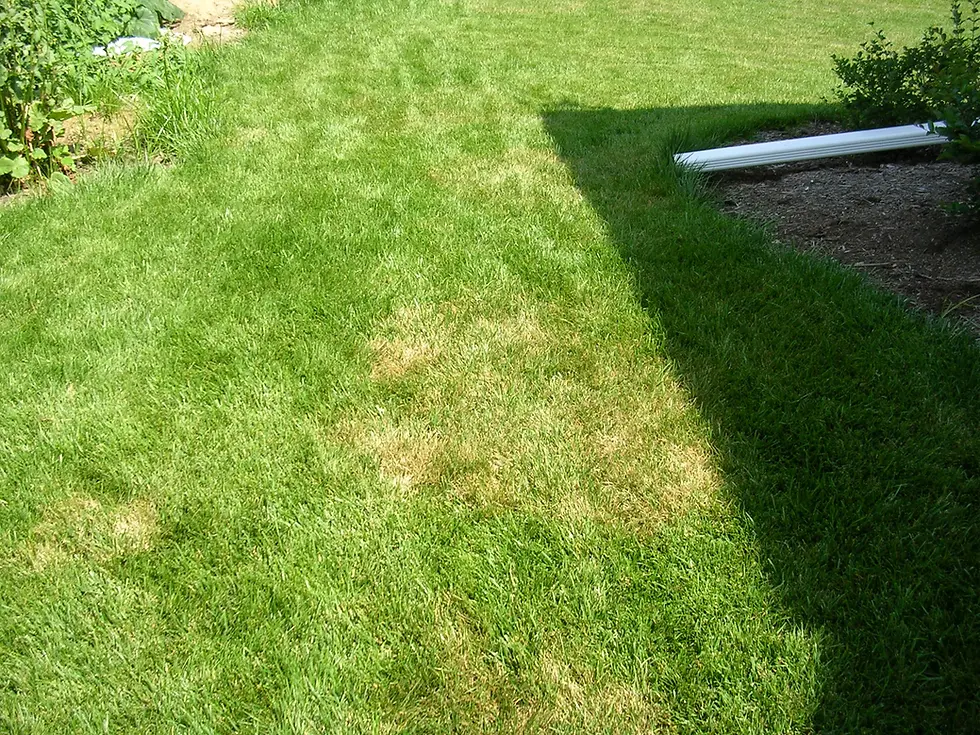 Close-up view of brown circular patches on grass blades indicating lawn fungus