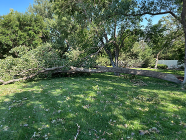 Your Tree May Be In Better Shape Than You Think!