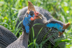 Guinea Fowl