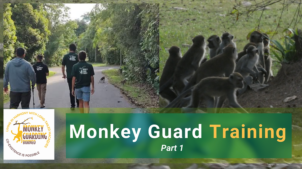 new-nov-monkey-guard-course-2_orig.png