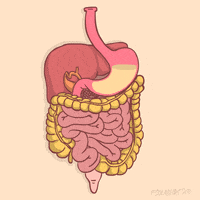 digestive system.gif