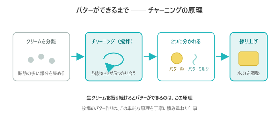 チャーニングでバターができる工程