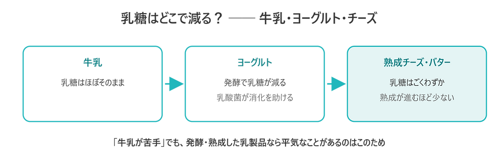 乳糖は発酵・熟成で減っていく