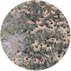 anxiety flower representation