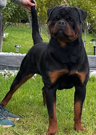 Jureweiler Roky