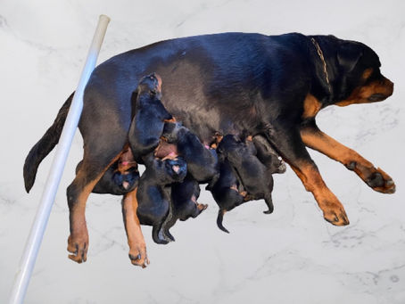 We are very excited to announce our new litter has arrived.