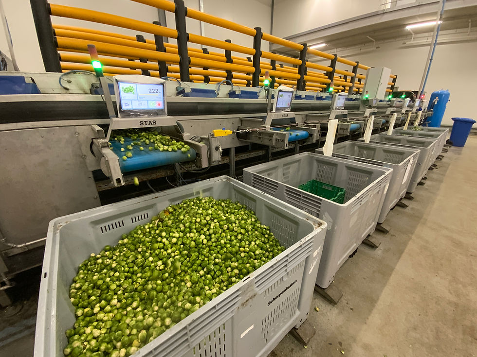 Thumbnail: Stas, Fruit Grading & Packaging machines sorting line 1-2-3, 2019