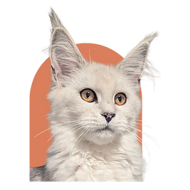 7.png