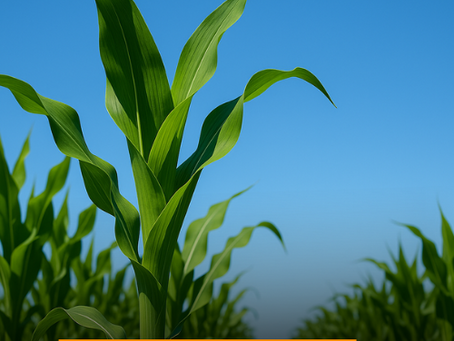 Mineiros/GO: Com dívida de R$ 207 milhões, Grupo São José entra em Recuperação Judicial