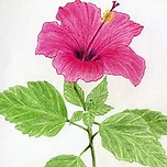 hibiscus.png