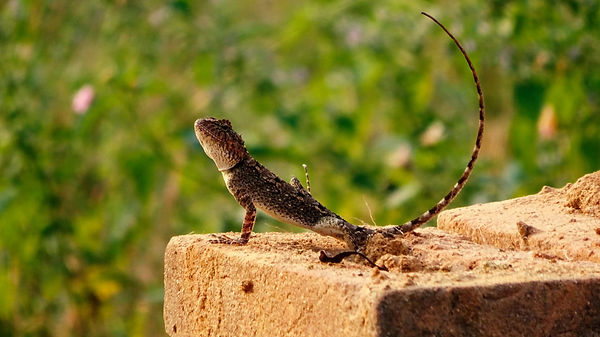 lizard.jpeg