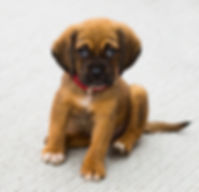 puppy.jpeg