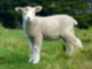 lamb.jpeg