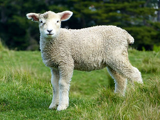 lamb.jpeg
