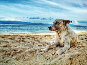 dog on beach.jpeg