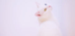 cat again.jpeg