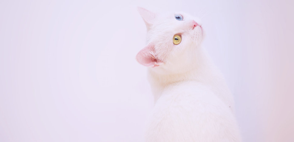 cat again.jpeg