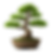 bonsai.png