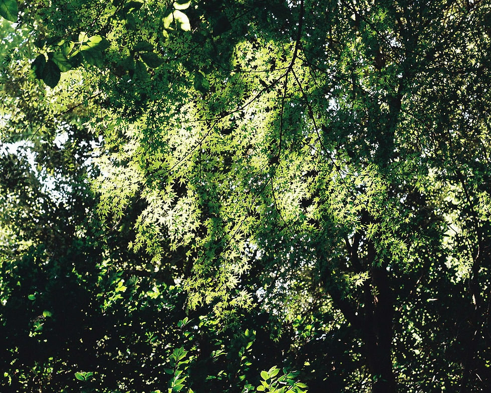 Copia de BOSQUE VERDE.jpg