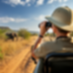 Kruger National Park. View behind tourist in Excursion Jeep and safari wilderness background panorama. Elephant on side of road