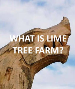 LTF What is Lime Tree