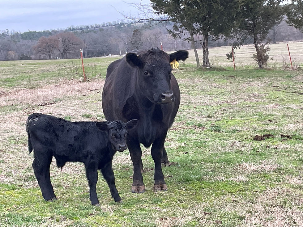 Thumbnail: Commerical Black Angus Cow/Calf Pairs