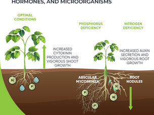 The interplay between plants, hormones, and microorganisms