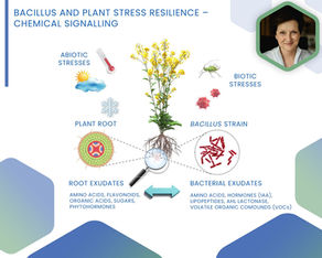 Bacillus & plant stress resilience 🦠⌬ Chemical signaling