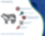Probiotics instead of antibiotics in sustainable animal husbandry