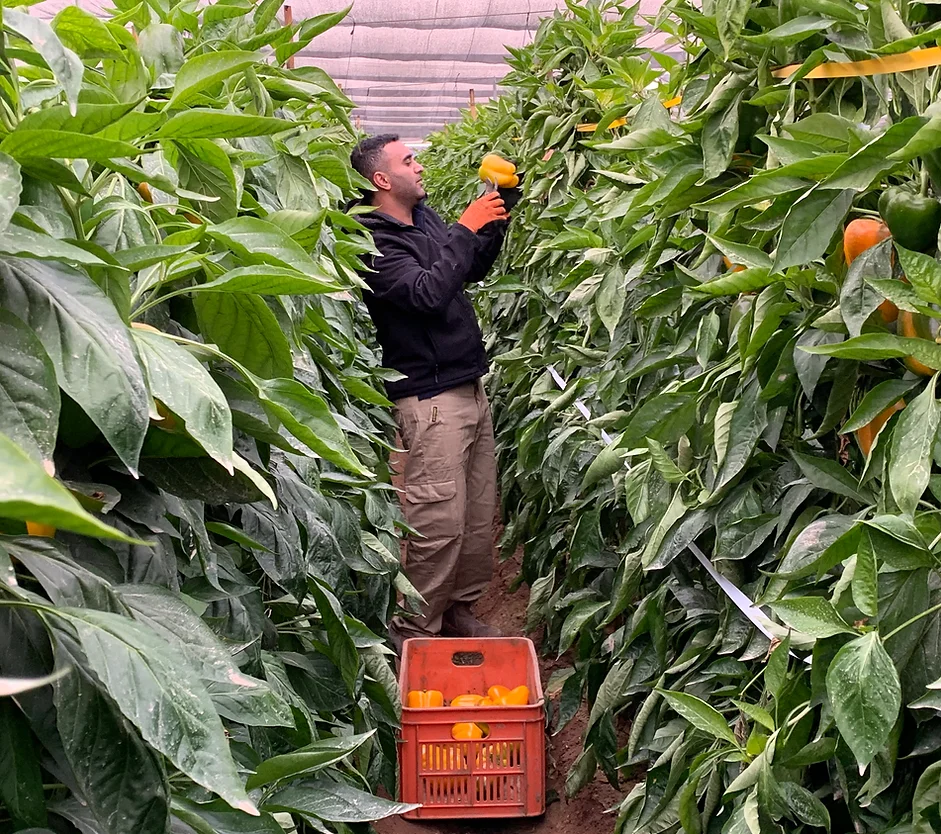 Capcicum Romano Delux HArvesting.webp
