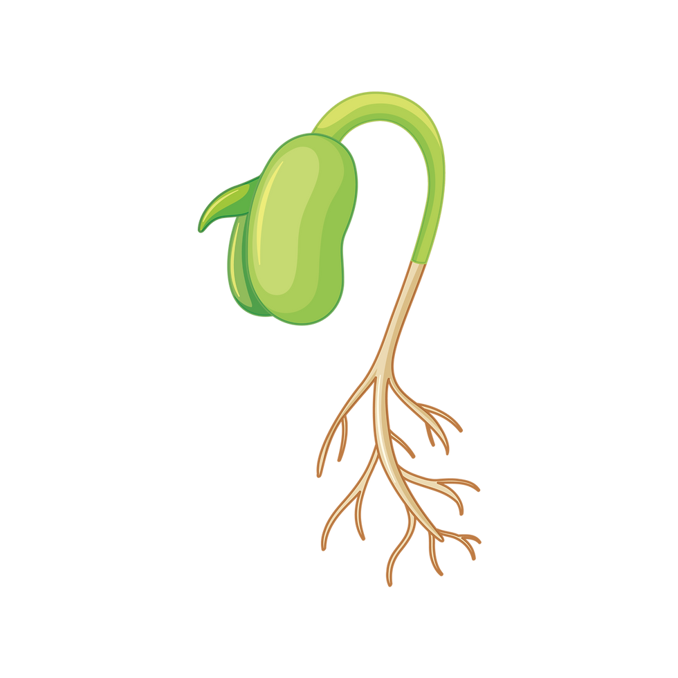 crops2.png