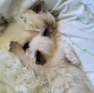 Furby and cleo.jpeg