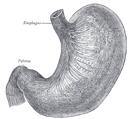 GASTROENTEROLOGY