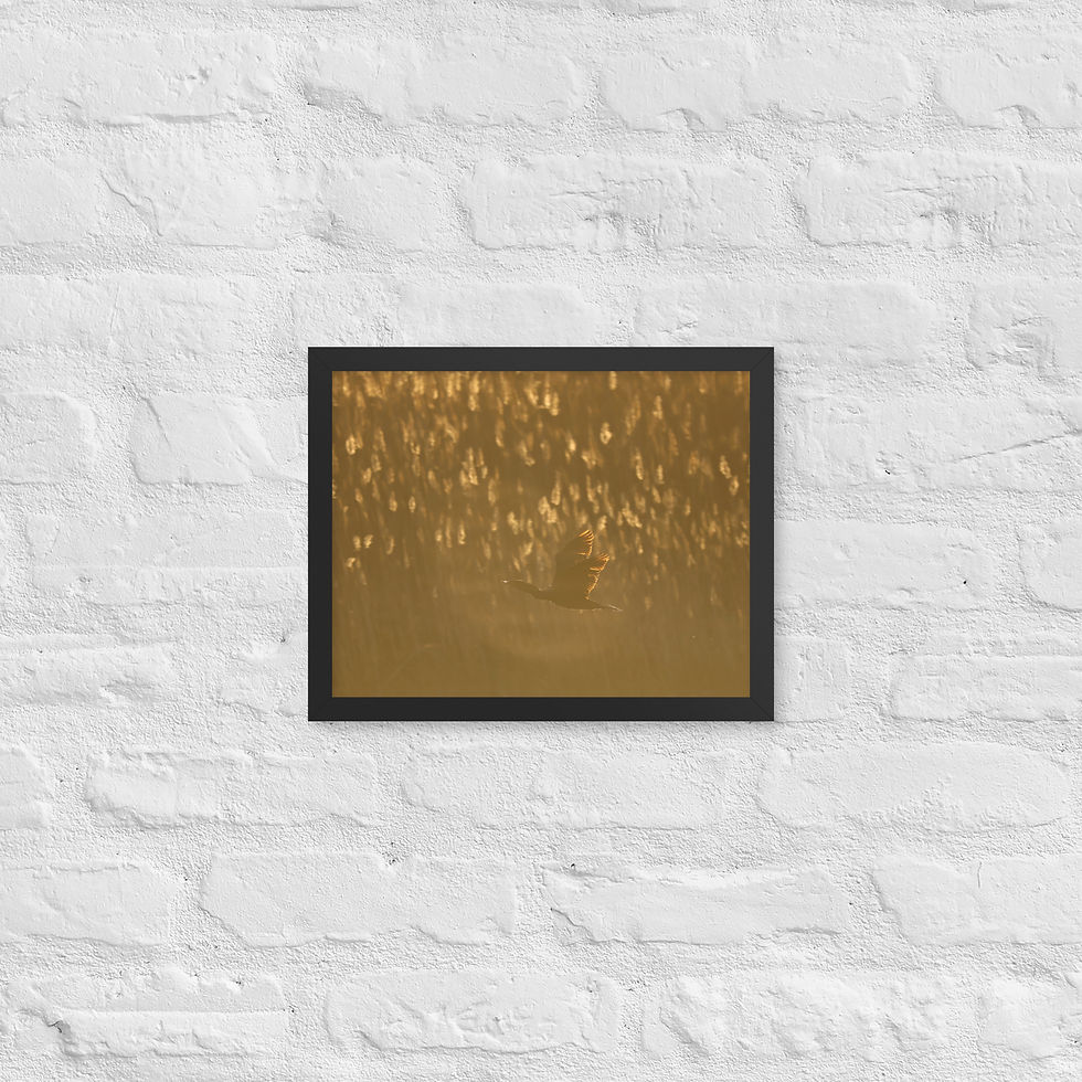 Thumbnail: Framed Flying Cormorant 