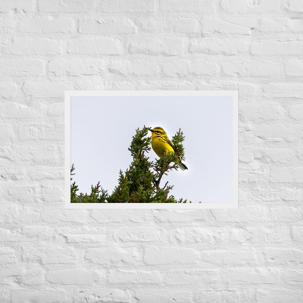 Thumbnail: Framed Pairie Warbler 