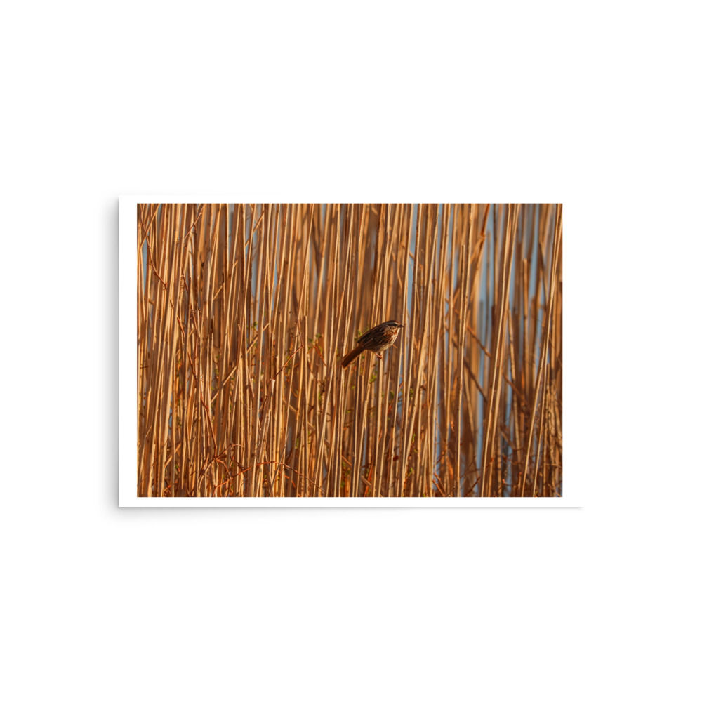 Sparrow in Reeds
