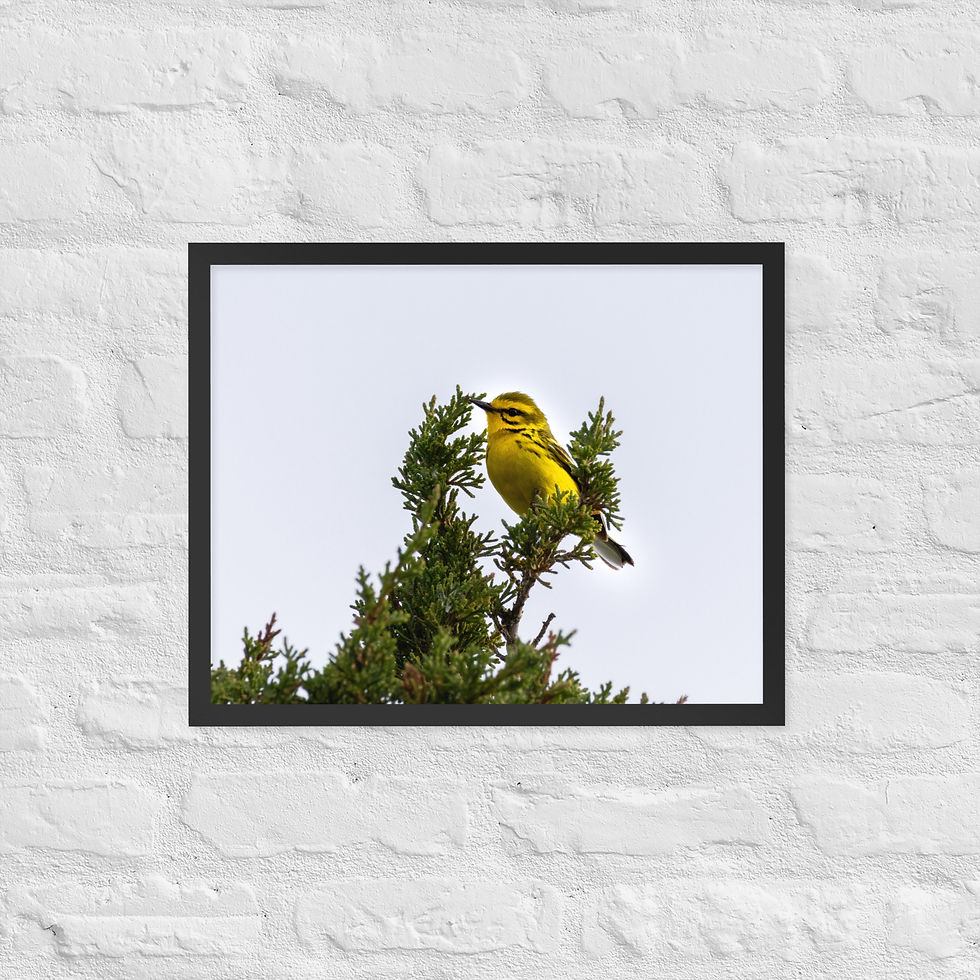Thumbnail: Framed Pairie Warbler 