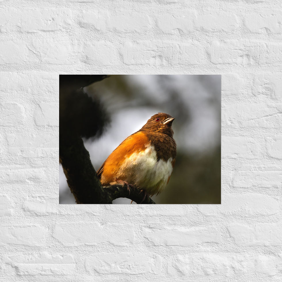 Thumbnail: Eastern Towhee