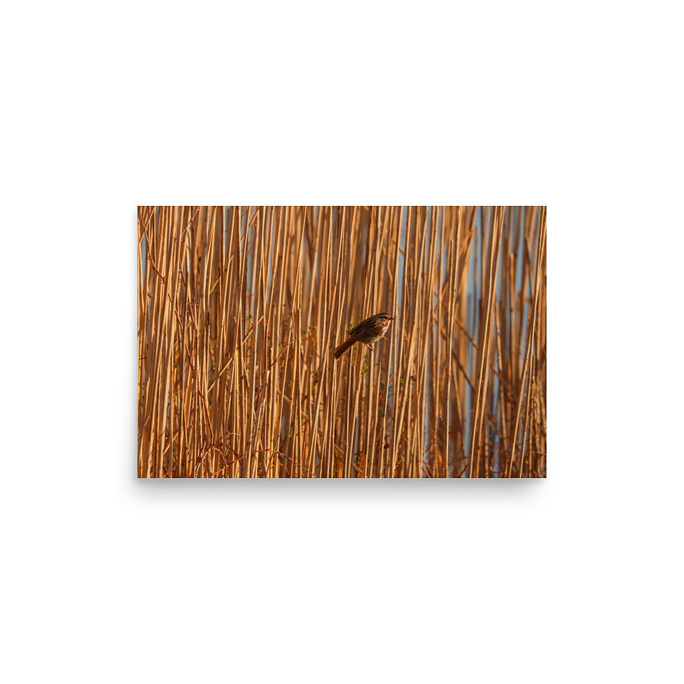 Thumbnail: Sparrow in Reeds 