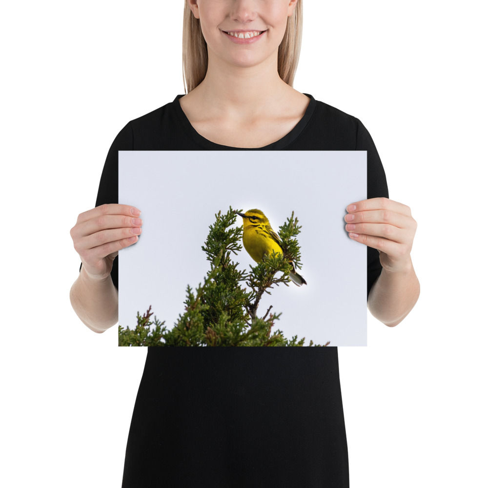 Prairie warbler